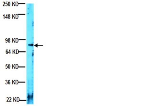 抗ラミニン&#945;2抗体、クローン5H2 ascites fluid, clone 5H2, Chemicon&#174;