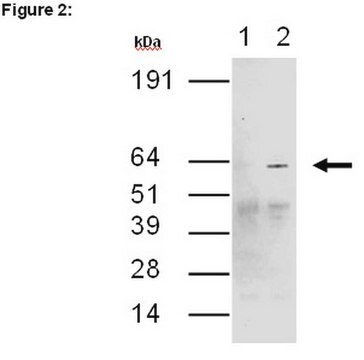 RIPAb+ CUGBP2 - RIP Validated Antibody and Primer Set from mouse