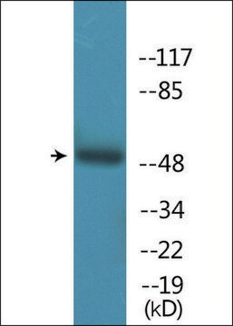 Anti-phospho-PTP1B (pSer50) antibody produced in rabbit affinity isolated antibody