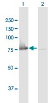 Anti-C20ORF42 antibody produced in mouse purified immunoglobulin, buffered aqueous solution