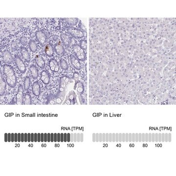 Anti-GIP antibody produced in rabbit Prestige Antibodies&#174; Powered by Atlas Antibodies, affinity isolated antibody, buffered aqueous glycerol solution