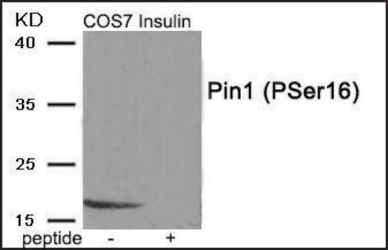 Anti-phospho-Pin1 (pSer16) antibody produced in rabbit affinity isolated antibody