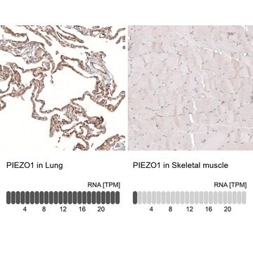 Monoclonal Anti-PIEZO1 antibody produced in mouse Prestige Antibodies&#174; Powered by Atlas Antibodies, clone CL9714, purified immunoglobulin, buffered aqueous glycerol solution