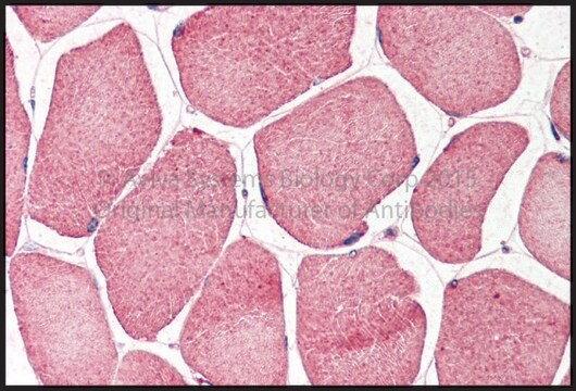 抗NRF1抗体(ab1) ウサギ宿主抗体 affinity isolated antibody