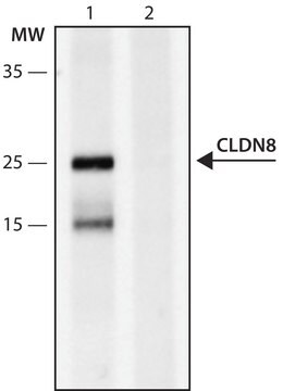 Anti-CLDN8 (196-210) antibody produced in rabbit IgG fraction of antiserum