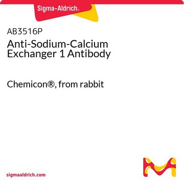 Anti-Sodium-Calcium Exchanger 1 Antibody Chemicon&#174;, from rabbit