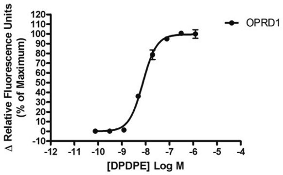 Gotowe do testów zamrożone komórki receptora opioidowego delta Human Delta / OP1 / DOP / DOR GPCR frozen cells for Calcium Flux FLIPR Assays.