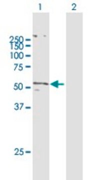 Anti-SLC2A5 antibody produced in mouse purified immunoglobulin, buffered aqueous solution