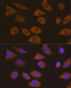 Anti- CSDE1 antibody produced in rabbit