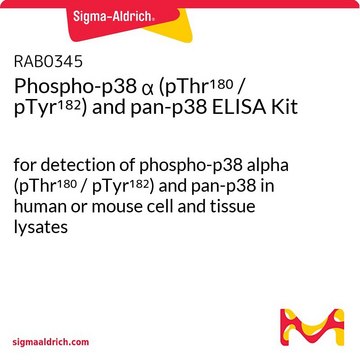 Phospho-p38 &#945; (pThr180 / pTyr182) and pan-p38 ELISA Kit for detection of phospho-p38 alpha (pThr180 / pTyr182) and pan-p38 in human or mouse cell and tissue lysates