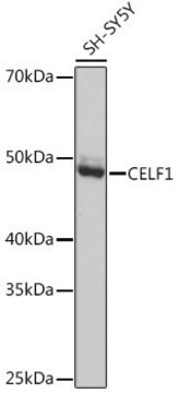 Anti-CELF1 antibody produced in rabbit