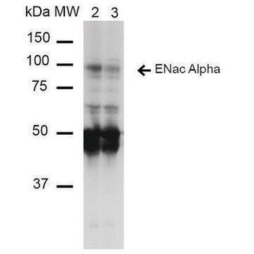 Monoclonal Anti-ENaC alpha-FITC antibody produced in mouse clone 14E10