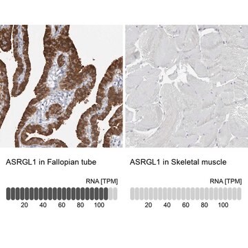 Anti-ASRGL1 antibody produced in rabbit Prestige Antibodies&#174; Powered by Atlas Antibodies, affinity isolated antibody, buffered aqueous glycerol solution