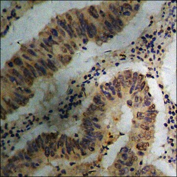 Anti-phospho-SHP-1 (pTyr536) antibody produced in rabbit affinity isolated antibody