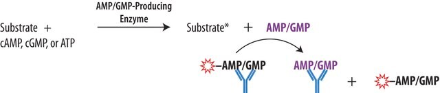 Transcreener&#174; AMP2/GMP2 FP Assay