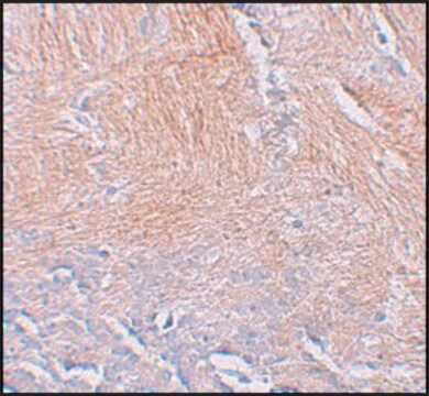 Anti-CXXC5 antibody produced in rabbit affinity isolated antibody, buffered aqueous solution