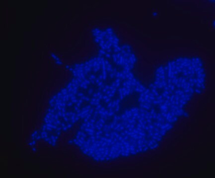 Escherichia coli FISH probe -ATTO488 Probe for fluorescence in situ hybridization (FISH), 20&#181;M in water