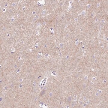 Anti-PRRT1 antibody produced in rabbit Prestige Antibodies&#174; Powered by Atlas Antibodies, affinity isolated antibody, buffered aqueous glycerol solution