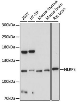 Anti-NLRP3 antibody produced in rabbit