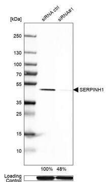 Anti-SERPINH1 antibody produced in rabbit Prestige Antibodies&#174; Powered by Atlas Antibodies, affinity isolated antibody, buffered aqueous glycerol solution