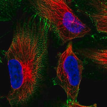 Anti-MACF1 antibody produced in rabbit Prestige Antibodies&#174; Powered by Atlas Antibodies, affinity isolated antibody