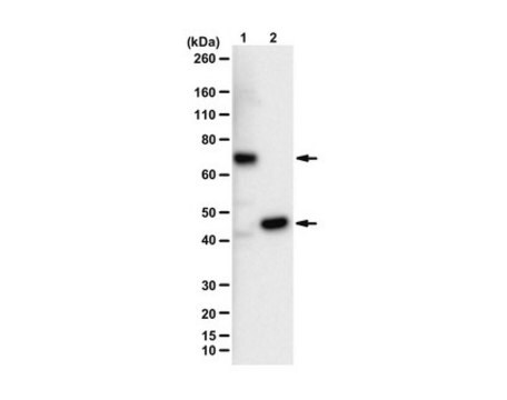 Anti-FtsZ (GTPase) serum, from rabbit