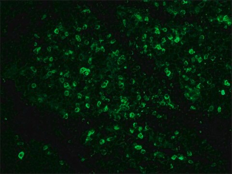 Anti-Human IgG (whole molecule) antibody produced in rabbit whole antiserum