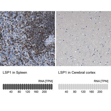 Anti-LSP1 antibody produced in rabbit Prestige Antibodies&#174; Powered by Atlas Antibodies, affinity isolated antibody, buffered aqueous glycerol solution