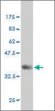 Monoclonal Anti-FYN antibody produced in mouse clone 1A3, purified immunoglobulin, buffered aqueous solution