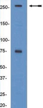 Anti-BAF250a/ARID1a-Antikörper, Klon PSG3 clone PSG3, Upstate&#174;, from mouse