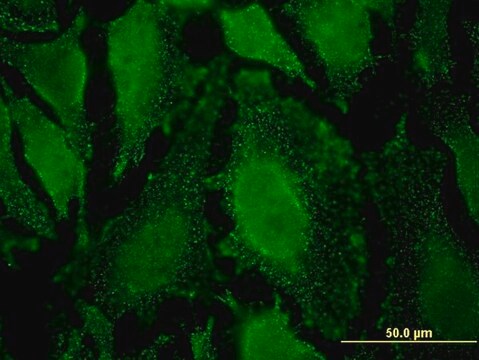 Monoclonal Anti-PPP2R5D, (C-terminal) antibody produced in mouse clone 1A3, purified immunoglobulin, buffered aqueous solution