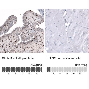 Anti-SLFN11 antibody produced in rabbit Prestige Antibodies&#174; Powered by Atlas Antibodies, affinity isolated antibody, buffered aqueous glycerol solution