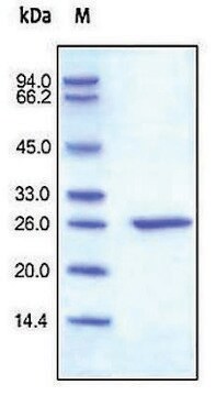 C-reactive/CRP 人 recombinant, expressed in HEK 293 cells, &#8805;95% (SDS-PAGE)