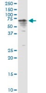 Anti-CYP3A4 antibody produced in rabbit IgG fraction of antiserum, buffered aqueous solution