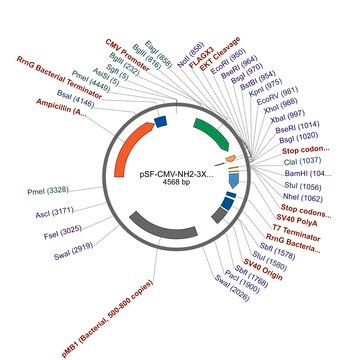 pSF-CMV-NH2-3XFLAG plasmid vector for molecular cloning