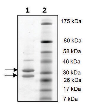 CDK4/活性人细胞周期蛋白 D1 recombinant, expressed in baculovirus infected Sf9 cells, &#8805;90% (SDS-PAGE)