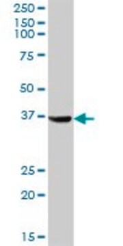 Anti-AKR1C4 antibody produced in mouse purified immunoglobulin, buffered aqueous solution