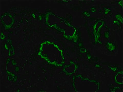 抗CD4-FITC小鼠单克隆抗体 clone WM-59, purified from hybridoma cell culture