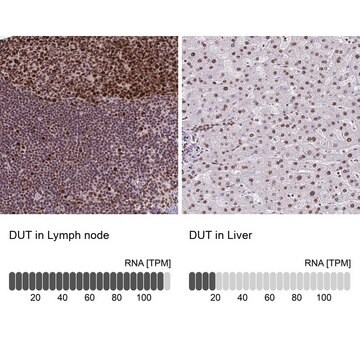 Anti-DUT antibody produced in rabbit Prestige Antibodies&#174; Powered by Atlas Antibodies, affinity isolated antibody, buffered aqueous glycerol solution