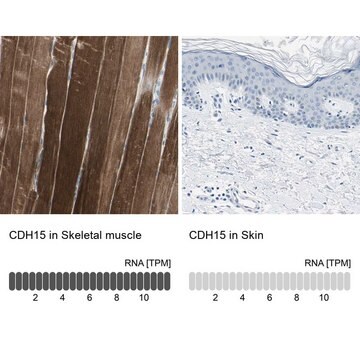 抗CDH15抗体 ウサギ宿主抗体 Prestige Antibodies&#174; Powered by Atlas Antibodies, affinity isolated antibody, buffered aqueous glycerol solution