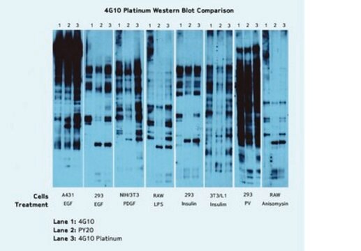 Anticorps anti-phosphotyrosine, 4G10&#174; Platinum clone 4G10, Upstate&#174;, from mouse