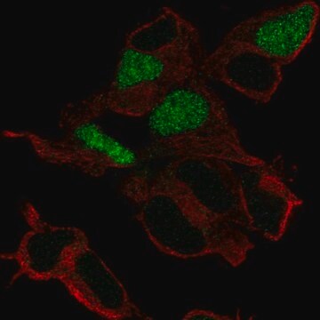 Anti-POU3F3 antibody produced in rabbit Prestige Antibodies&#174; Powered by Atlas Antibodies, affinity isolated antibody