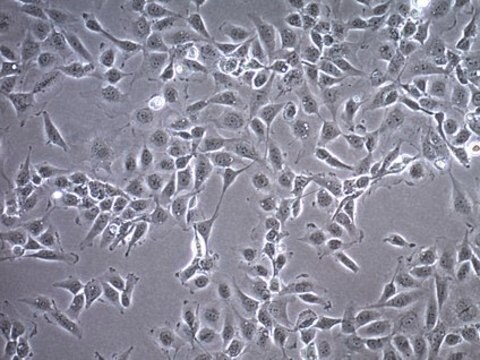 C28/I2 人软骨细胞系 C28/I2 Human Chondrocyte Cell Line is widely used as a model cell line for studying normal and pathological cartilage repair mechanisms related to chondrocyte biology and physiology.