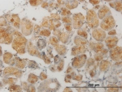 Monoclonal Anti-MSI1 antibody produced in mouse clone 4C7, purified immunoglobulin, buffered aqueous solution