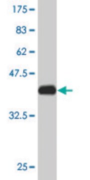 Monoclonal Anti-TCEB2 antibody produced in mouse clone 2B4, purified immunoglobulin, buffered aqueous solution