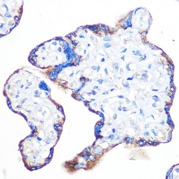 Anti-Epac1/RAPGEF3 antibody produced in rabbit