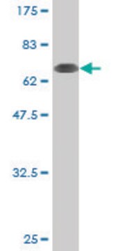 Monoclonal Anti-POLK antibody produced in mouse clone 4F12, purified immunoglobulin, buffered aqueous solution