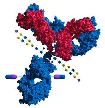 Enhanced Microbial Transglutaminase Glycosylation tolerant, for site-specific antibody bioconjugation