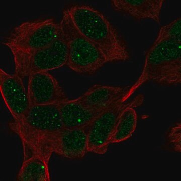 Anti-Hand1 Antibody Produced In Rabbit Prestige Antibodies&#174; Powered by Atlas Antibodies, affinity isolated antibody, buffered aqueous glycerol solution