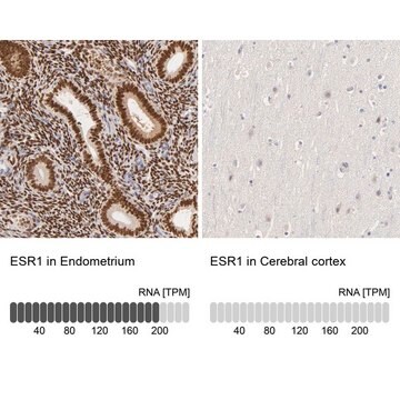 抗-ESR1 兔抗 Prestige Antibodies&#174; Powered by Atlas Antibodies, affinity isolated antibody, buffered aqueous glycerol solution